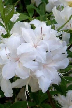 White Lights Cold Hardy Azalea - 1 Gallon Pot -Garden Plant Shop azalea white lights 1