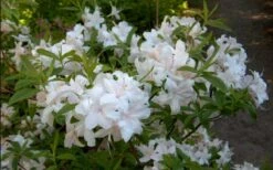 White Lights Cold Hardy Azalea - 1 Gallon Pot -Garden Plant Shop azalea white lights 2