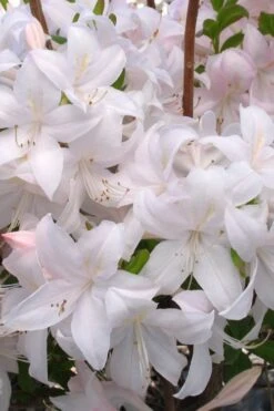 White Lights Cold Hardy Azalea - 1 Gallon Pot -Garden Plant Shop azalea white lights 3
