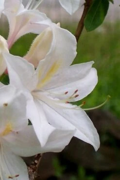 White Lights Cold Hardy Azalea - 1 Gallon Pot -Garden Plant Shop azalea white lights 4