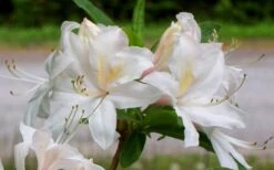 White Lights Cold Hardy Azalea - 1 Gallon Pot -Garden Plant Shop azalea white lights 5
