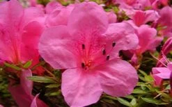Chinzan Dwarf Azalea - 1 Gallon Pot -Garden Plant Shop azaleachinzan