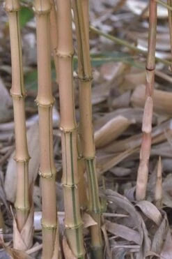 Golden Square Stem Bamboo (Chimonobambusa Quadrangularis 'Suow') - 3 Gallon Pot -Garden Plant Shop bamboo golden square stem 5