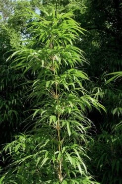 Golden Square Stem Bamboo (Chimonobambusa Quadrangularis 'Suow') - 3 Gallon Pot -Garden Plant Shop bamboo golden square stem 6