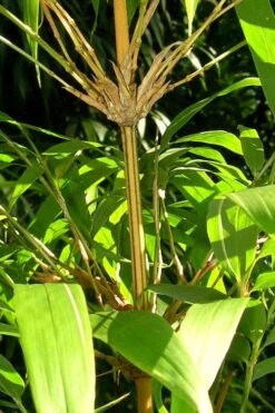 Golden Square Stem Bamboo (Chimonobambusa Quadrangularis 'Suow') - 3 Gallon Pot -Garden Plant Shop bamboo golden square stem 8