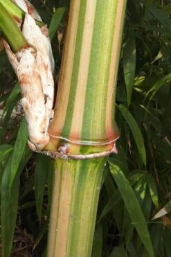 Golden Square Stem Bamboo (Chimonobambusa Quadrangularis 'Suow') - 3 Gallon Pot -Garden Plant Shop bamboo golden square stem 9