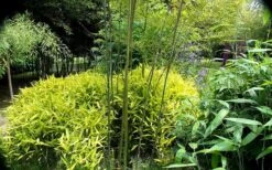 Dwarf Golden Leaf Bamboo - Pleioblastus Viridistriatus 'Chrysophyllus' - 1 Gallon Pot -Garden Plant Shop bamboo green stripe 3