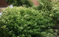 Ruscus Bamboo (Shibataea Kumasaca) - 1 Gallon Pot -Garden Plant Shop bamboo ruscus 21