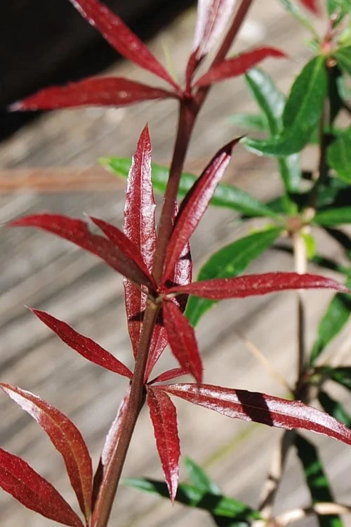 Foundation Evergreen Barberry (Berberis Replicata) - 1 Gallon Pot 6 Foundation Evergreen Barberry (Berberis Replicata) - 1 Gallon Pot - Image 6