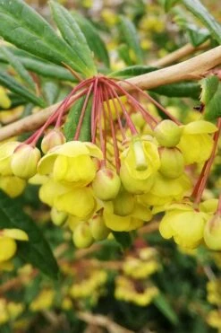 Foundation Evergreen Barberry (Berberis Replicata) - 1 Gallon Pot