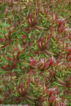 Foundation Evergreen Barberry (Berberis Replicata) - 1 Gallon Pot 13 Foundation Evergreen Barberry (Berberis Replicata) - 1 Gallon Pot -Garden Plant Shop berberis replicata foundation barberry 5