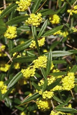 Foundation Evergreen Barberry (Berberis Replicata) - 1 Gallon Pot 11 Foundation Evergreen Barberry (Berberis Replicata) - 1 Gallon Pot -Garden Plant Shop berberis replicata foundation barberry 6