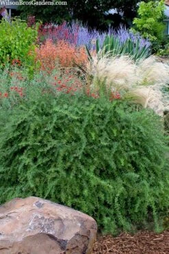 Foundation Evergreen Barberry (Berberis Replicata) - 1 Gallon Pot 10 Foundation Evergreen Barberry (Berberis Replicata) - 1 Gallon Pot -Garden Plant Shop berberis replicata foundation barberry 7