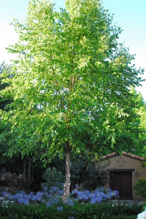 River Birch Tree (Single Trunk) - 3 Gallon Pot 1 River Birch Tree (Single Trunk) - 3 Gallon Pot