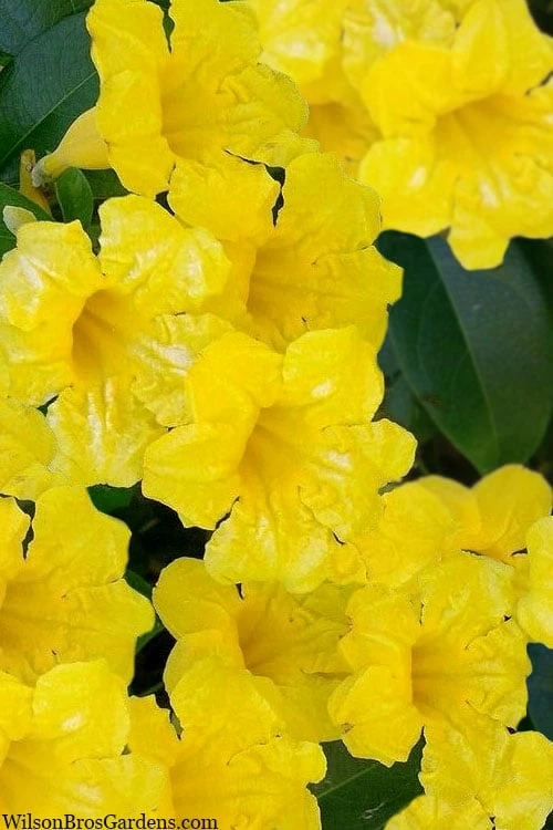 Yellow Crossvine (Bignonia) - 1 Gallon Pot 1 Yellow Crossvine (Bignonia) - 1 Gallon Pot
