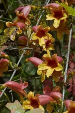 Crossvine (Bignonia Capreolata) - 3 Gallon Pot -Garden Plant Shop bignonia capreolata crossvine 5