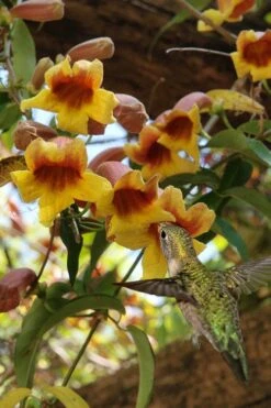 Crossvine (Bignonia Capreolata) - 3 Gallon Pot -Garden Plant Shop bignonia capreolata crossvine 7