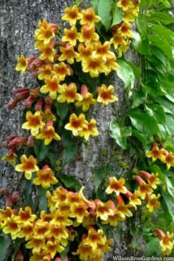 Crossvine (Bignonia Capreolata) - 3 Gallon Pot -Garden Plant Shop bignonia capreolata crossvine 8