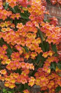 Tangerine Beauty Crossvine Bignonia - 6 Pack Of 1 Gallon Pots -Garden Plant Shop bignonia capreolata tangerine beauty crossvine 100