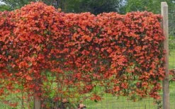 Tangerine Beauty Crossvine Bignonia - 6 Pack Of 1 Gallon Pots -Garden Plant Shop bignonia capreolata tangerine beauty crossvine 101 1