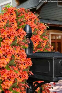 Tangerine Beauty Crossvine Bignonia - 6 Pack Of 1 Gallon Pots -Garden Plant Shop bignonia capreolata tangerine beauty crossvine 103