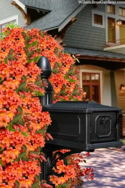 Tangerine Beauty Crossvine Bignonia - 1 Gallon Pot -Garden Plant Shop bignonia capreolata tangerine beauty crossvine 105