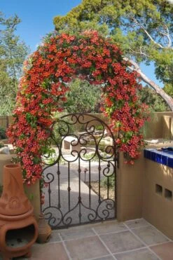 Tangerine Beauty Crossvine Bignonia - 6 Pack Of 1 Gallon Pots -Garden Plant Shop bignonia capreolata tangerine beauty crossvine 110 1