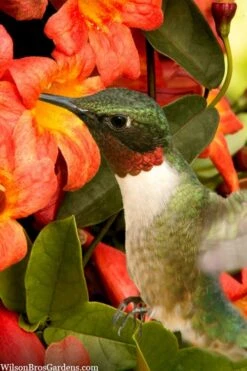 Tangerine Beauty Crossvine Bignonia - 6 Pack Of 1 Gallon Pots -Garden Plant Shop bignonia capreolata tangerine beauty crossvine 111 1