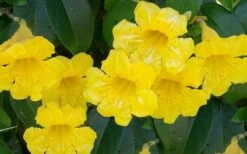 Yellow Crossvine (Bignonia) - 1 Gallon Pot 7 Yellow Crossvine (Bignonia) - 1 Gallon Pot -Garden Plant Shop bignonia capreolata yellow crossvine 1