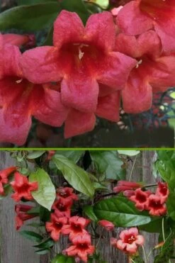 Shalimar Red Crossvine - Bignonia Capreolata - 3 Gallon Pot -Garden Plant Shop bignonia shalimar red crossvine 500x750 1