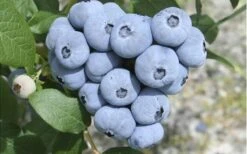 Northern Highbush Blueberry (Vaccinum Corymbosum) - 6 Pack Of 1 Gallon Pots 9 Northern Highbush Blueberry (Vaccinum Corymbosum) - 6 Pack Of 1 Gallon Pots -Garden Plant Shop blueberry northern20highbush 3 800x500 1