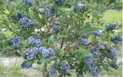 Northern Highbush Blueberry (Vaccinum Corymbosum) - 6 Pack Of 1 Gallon Pots 8 Northern Highbush Blueberry (Vaccinum Corymbosum) - 6 Pack Of 1 Gallon Pots -Garden Plant Shop blueberry northern20highbush 800x500 1