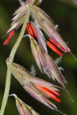 Side Oats Grama Grass (Bouteloua Curtipendula) - 1 Gallon Pot -Garden Plant Shop bouteloua curtipendula side oats grama grass 4