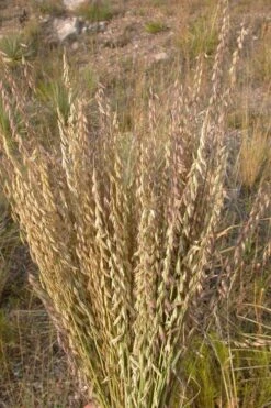 Side Oats Grama Grass (Bouteloua Curtipendula) - 1 Gallon Pot -Garden Plant Shop bouteloua curtipendula side oats grama grass 5
