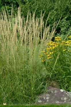 Side Oats Grama Grass (Bouteloua Curtipendula) - 1 Gallon Pot -Garden Plant Shop bouteloua curtipendula side oats grama grass 7