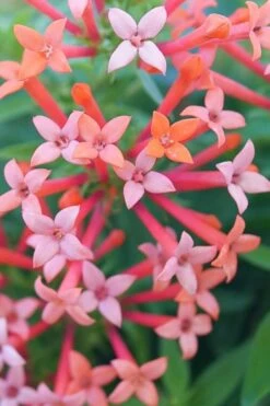 Estrellita Little Star Firecracker Bush (Bouvardia) - 3 Pack Of Quart Pots -Garden Plant Shop bouvardia estrellita little star firecracker bush 1