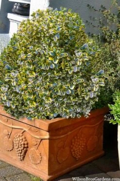 Sunburst Variegated Korean Boxwood - 1 Gallon Pot -Garden Plant Shop boxwood sunburst golden 11