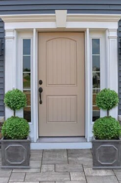 Common Boxwood 2-Ball Poodle Tier Topiary (Buxus Sempervirens) - 3 Gallon Pot (Short) -Garden Plant Shop boxwood two ball poodle tier 2