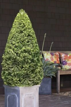Variegated Boxwood (Buxus Sempervirens 'Aureovariegata') - 5 Gallon Pot 10 Variegated Boxwood (Buxus Sempervirens 'Aureovariegata') - 5 Gallon Pot -Garden Plant Shop boxwood variegated cone 2