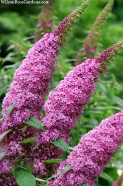 Pugster Pinker Butterfly Bush (Buddleia) - 3 Gallon Pot 7 Pugster Pinker Butterfly Bush (Buddleia) - 3 Gallon Pot -Garden Plant Shop buddleai pugster pinker butterfly bush 1