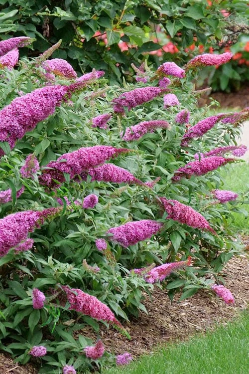 Pugster Pinker Butterfly Bush (Buddleia) - 3 Gallon Pot 1 Pugster Pinker Butterfly Bush (Buddleia) - 3 Gallon Pot