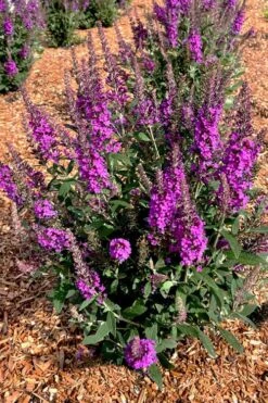 Birthday Cake Butterfly Bush (Buddleia) - 3 Gallon Pot -Garden Plant Shop buddleia birthday cake butterfly bush 5