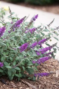 Lo & Behold Blue Chip Junior Butterfly Bush - 1 Gallon Pot