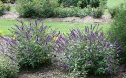 Lo & Behold Blue Chip Junior Butterfly Bush - 5 Pack Of Quart Pots -Garden Plant Shop buddleia blue chip junior butterfly bush 2 1