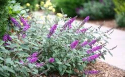 Lo & Behold Blue Chip Junior Butterfly Bush - 3 Gallon Pot -Garden Plant Shop buddleia blue chip junior butterfly bush 7 2