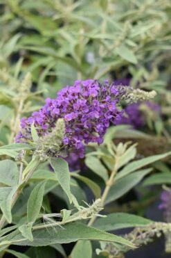 Lo & Behold Blue Chip Junior Butterfly Bush - 5 Pack Of Quart Pots -Garden Plant Shop buddleia blue chip junior butterfly bush 8 1