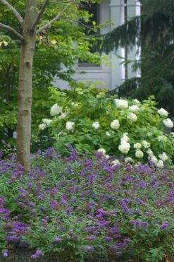 Lo & Behold Blue Chip Junior Butterfly Bush - 1 Gallon Pot -Garden Plant Shop buddleia blue chip junior butterfly bush 9
