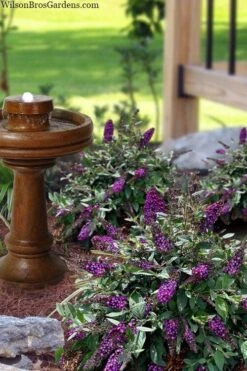 Blueberry Pie Dwarf Butterfly Bush (Buddleia) - 3 Gallon Pot -Garden Plant Shop buddleia blueberry pie butterfly bush 3