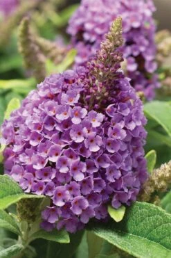 Dapper Lavender Butterfly Bush - 2 Gallon Pot