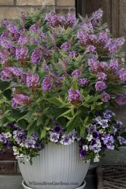 Dapper Lavender Butterfly Bush - 2 Gallon Pot -Garden Plant Shop buddleia davidii dapper lavender butterfly bush 3